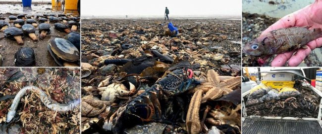 Шторм «Эмма» выбросил на пляж Йоркшира миллионы рыб, моллюсков, крабов и морских звезд (16 фото) - «Планета Земля»