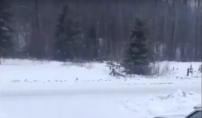Житель Канады записал необычные пугающие вопли, доносящиеся из леса (+видео) - «Планета Земля»