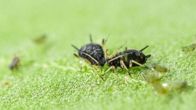 7 насекомых, которых вы едите постоянно и даже не знаете об этом - «Планета Земля»