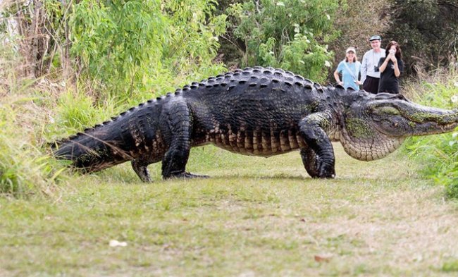 Рептилия из ада: как выглядит самый большой крокодил в мире (2 фото + видео) - «Планета Земля»