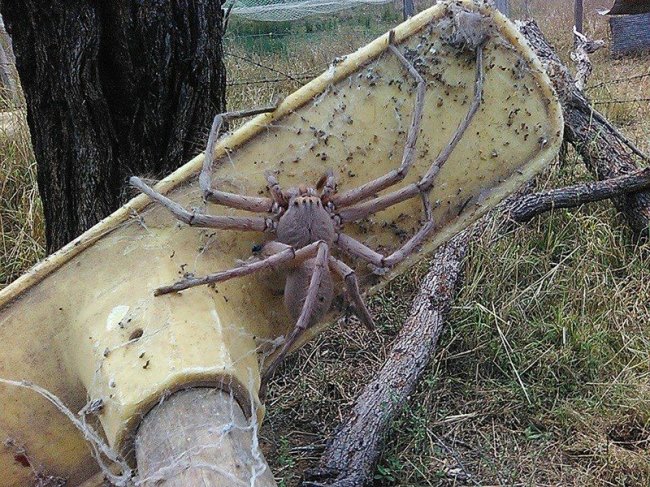 Ученые выяснили, что австралийские пауки способны уничтожить население материка всего за год (6 фото) - «Планета Земля»