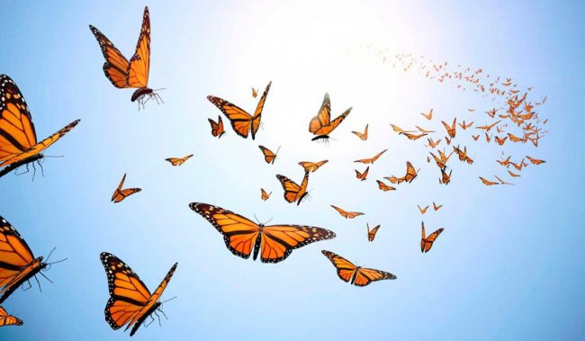 Почему бабочки не летают по прямой линии? (4 фото) - «Планета Земля»