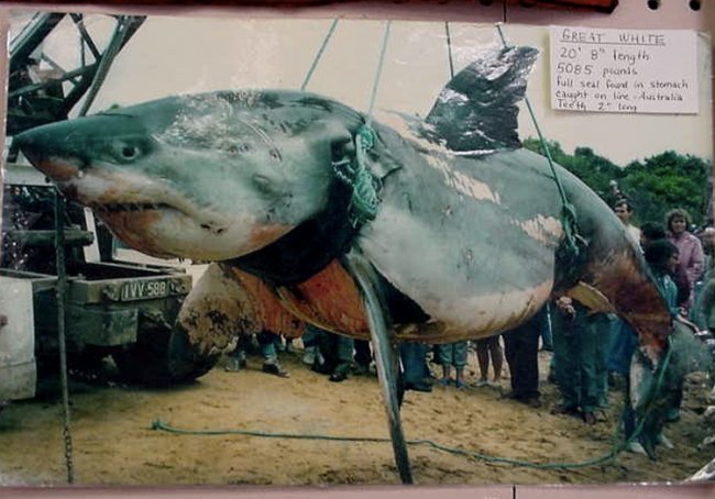 Челюсти: самые большие когда-либо пойманные акулы (10 фото) - «Планета Земля»