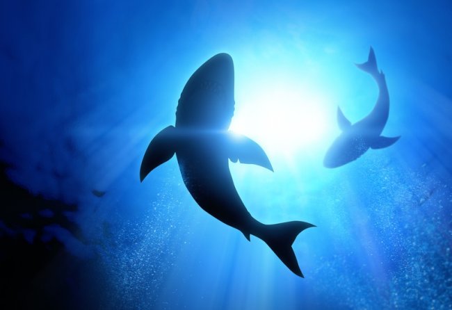 9 ситуаций, когда от акул только польза (9 фото) - «Планета Земля»