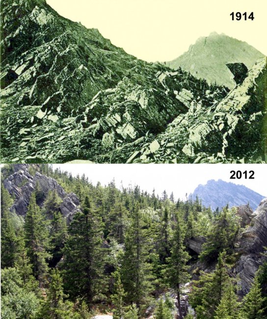 На Урале меняется экосистема: «Лысые» горы за 100 лет покрылись лесами (3 фото) - «Планета Земля»