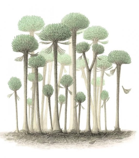 374 миллионов лет назад на Земле росли очень необычные деревья (3 фото) - «Планета Земля»