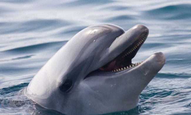 У китов и дельфинов обнаружили «почти человеческие» культуру и общество - «Планета Земля»