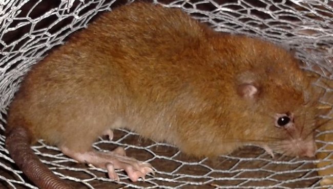 На Соломоновых островах нашли гигантских крыс, которые ранее считались выдумкой аборигенов (2 фото) - «Планета Земля»
