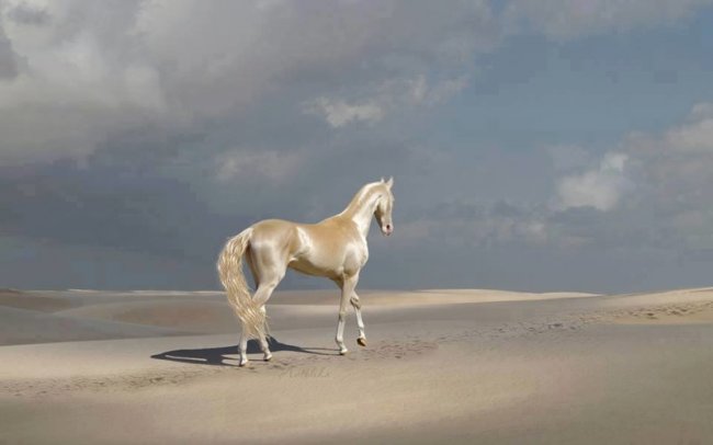 Ахал-Теке: одна из самых красивых лошадей в мире (5 фото + 1 видео) - «Планета Земля»