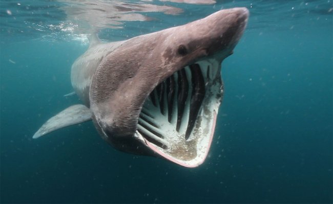 Самые странные и пугающие акулы, открытые нами в морских глубинах (10 фото) - «Планета Земля»