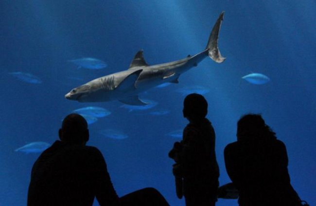 Почему вы никогда не сможете увидеть большую белую акулу в аквариуме? (6 фото) - «Планета Земля»