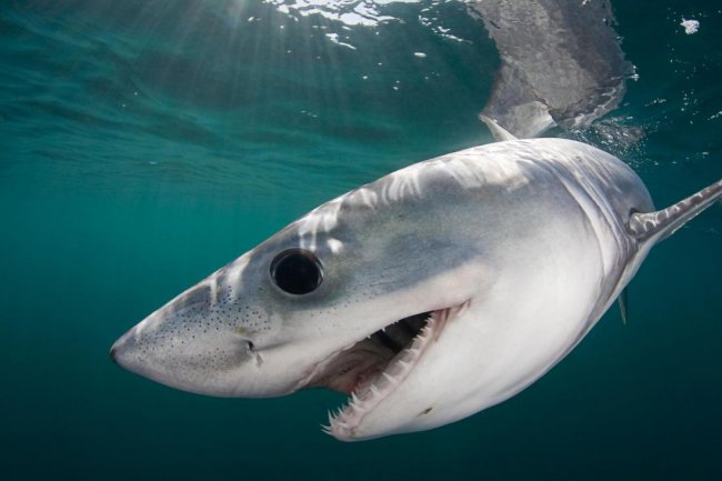 Чего мы не знаем об акулах? 7 самых необычных морских хищников (8 фото) - «Планета Земля»