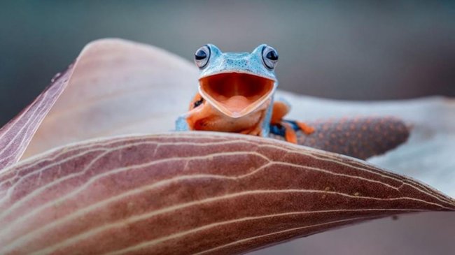 Эти факты о лягушках вы не знали раньше (4 фото) - «Планета Земля»