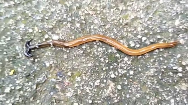 Плоский червь молот — чудовище (2 фото + видео) - «Планета Земля»