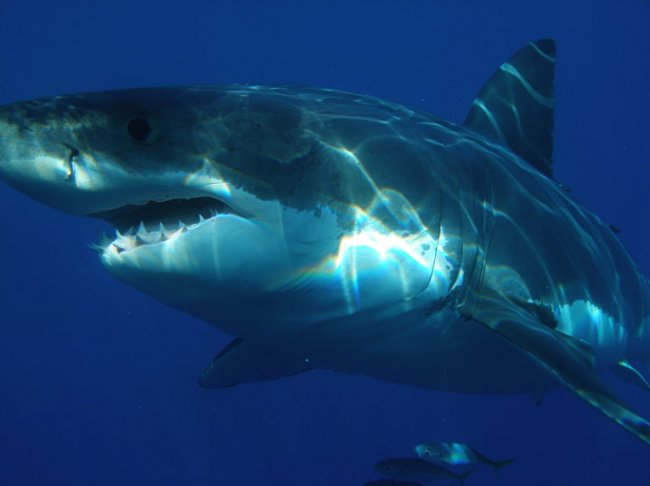 Из-за глобального потепления белые акулы и другие теплолюбивые виды заплывают в северные моря (2 фото) - «Планета Земля»