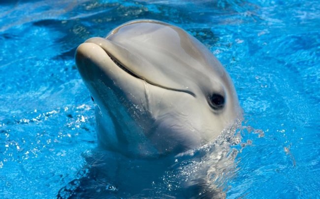 Узнайте много нового о дельфинах (3 фото) - «Планета Земля»