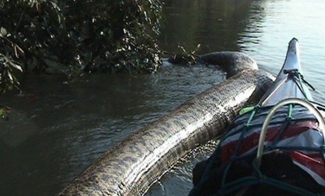 В Бразилии сняли на видео самую большую анаконду в мире (5 фото + видео) - «Планета Земля»