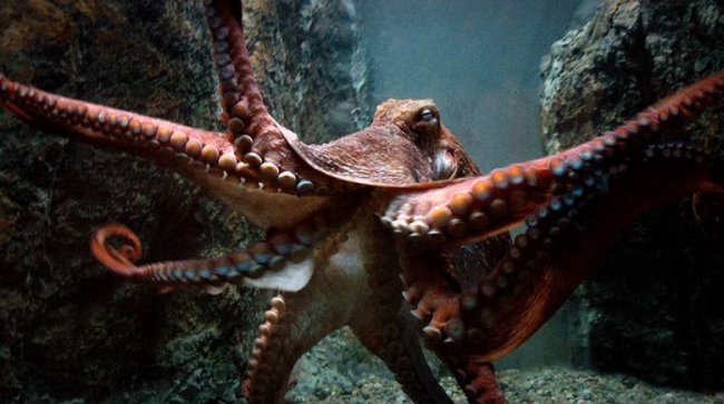 10 историй об опасных нападениях осьминогов на человека (2 фото) - «Планета Земля»