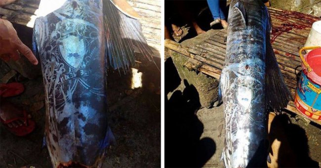 На Филиппинах выловили «татуированную» рыбу и никто не знает, откуда взялись эти рисунки (5 фото) - «Планета Земля»