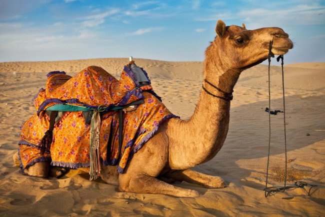 Действительно ли у верблюда так много особенностей? (4 фото) - «Планета Земля»