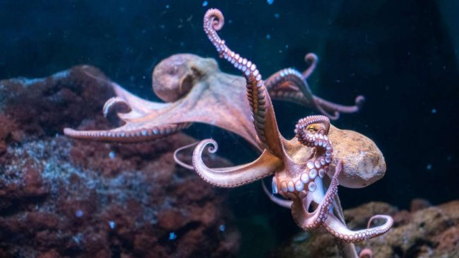 Ученые раскрыли новые удивительные факты об осьминогах (6 фото) - «Планета Земля»