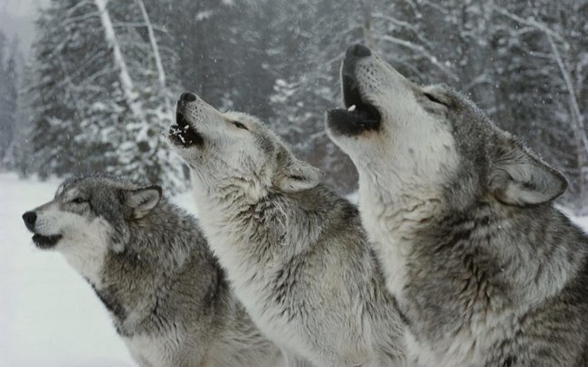 По этой причине вы никогда не услышите лай волка (4 фото) - «Планета Земля»