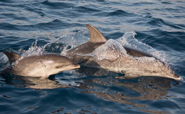 Страшные тайны дельфинов (14 фото) - «Планета Земля»