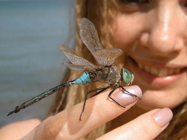 Оказывается, насекомые играют очень важную роль в жизни человека (2 фото) - «Планета Земля»