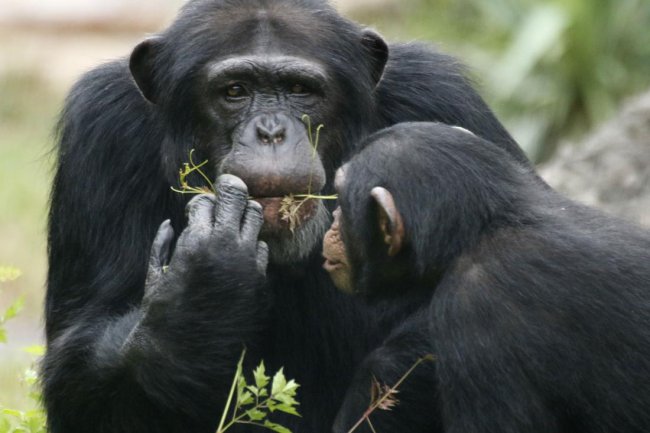 Биологи зафиксировали причудливое поведение шимпанзе, которые чистили зубы умершему сыну (4 фото) - «Планета Земля»