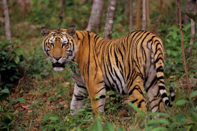Обнаружена вторая в мире популяция чрезвычайно редких индокитайских тигров (4 фото) - «Планета Земля»