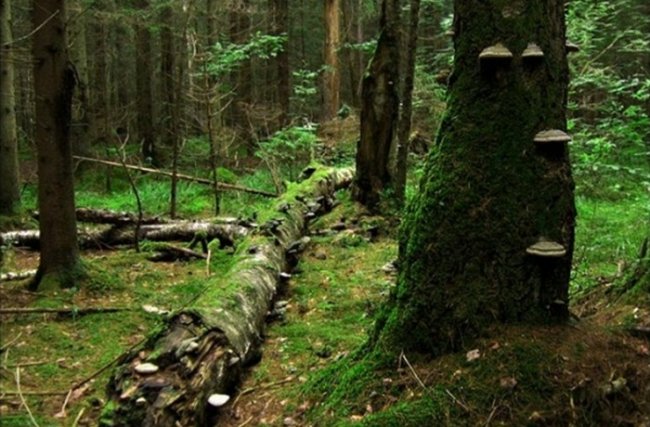 Мончаловский лес (3 фото) - «Аномальные зоны»