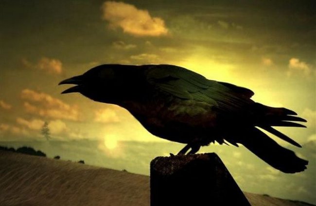 Загадочные животные и птицы — предвестники смерти (7 фото) - «Мистика»
