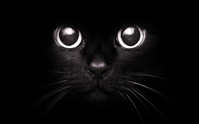 Народные приметы и суеверия о кошках (15 фото) - «Мистика»