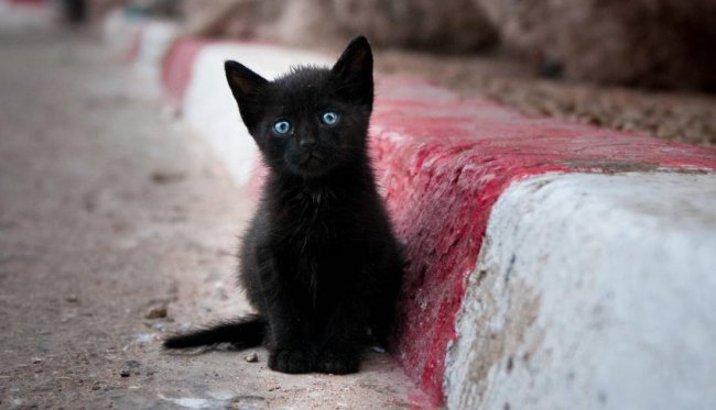История самого нелепого поверья, или Почему не стоит бояться черных кошек (6 фото) - «Мистика»