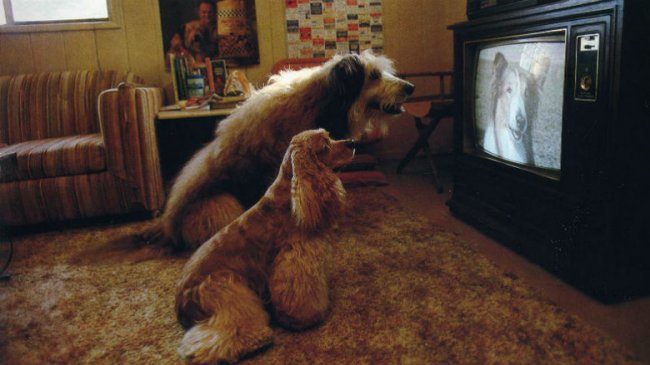 «Феномен старой собаки и телевизора» или как мы на инстинктах воспринимаем все Сверхъестественное (3 фото) - «Мистика»