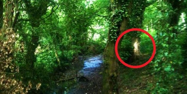 Английская пенсионерка сфотографировала в лесу призрак - «Призраки»