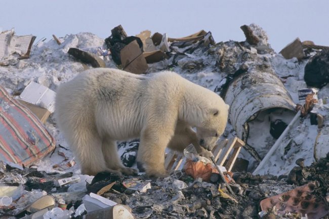 В Северном Ледовитом океане обнаружены два «острова» из пластиковых отходов (7 фото) - «Катаклизмы»
