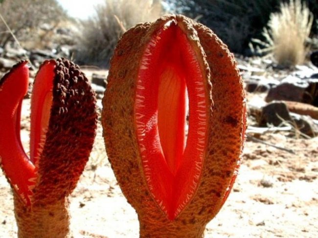 Африканская гиднора – одно из самых странных на вид растений (10 фото) - «Планета Земля»