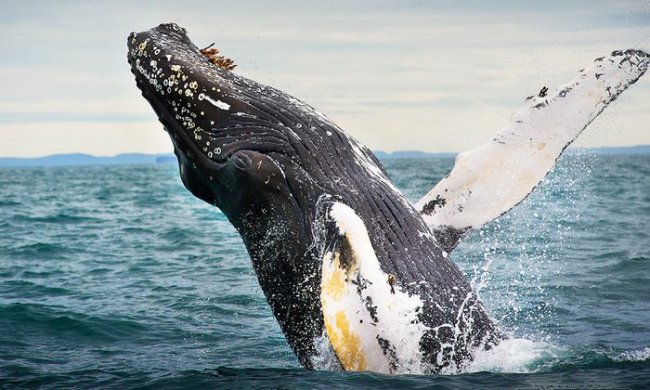Зачем киты выпрыгивают из воды (2 фото) - «Планета Земля»