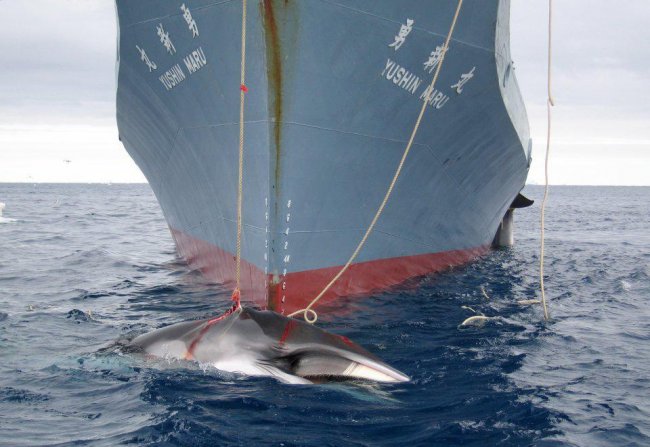 90% китов, которых ежегодно убивают у берегов Норвегии, оказываются беременными самками (7 фото) - «Катаклизмы»