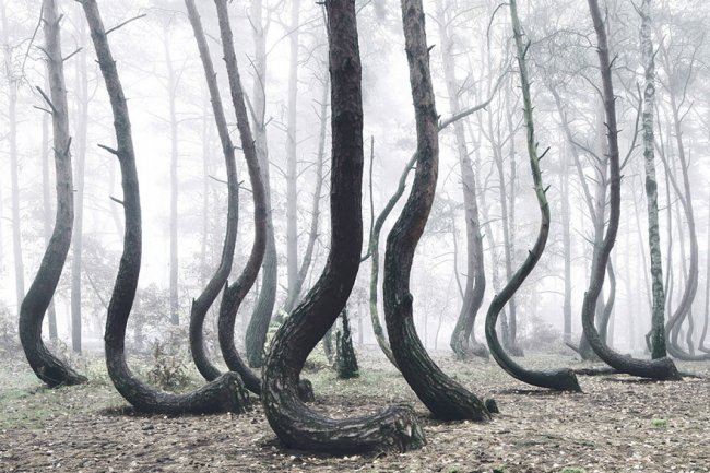 Кривой лес: В Польше есть таинственная роща, где растут 400 странно изогнутых сосен (6 фото) - «Аномальные зоны»