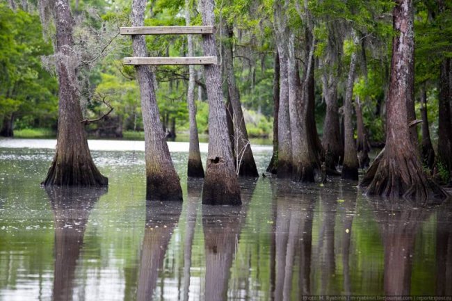 Проклятие вуду, оборотень и бигфут в болотах Луизианы (4 фото) - «Аномальные зоны»