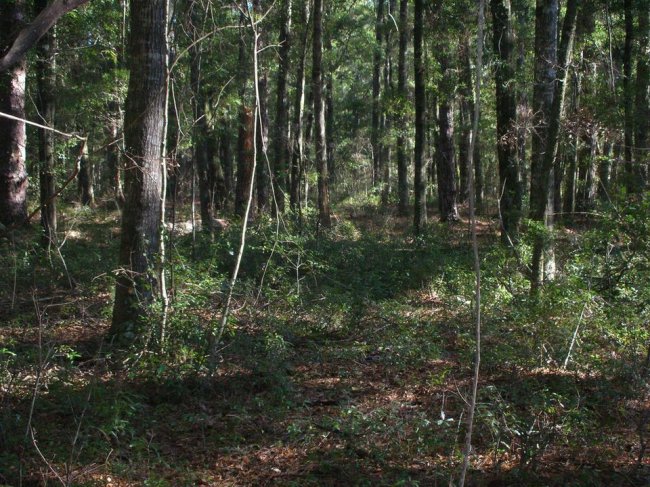 Жуткий лес (8 фото) - «Аномальные зоны»