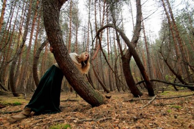 «Пьяный» лес в Рязанской области: Кто согнул деревья? (7 фото) - «Аномальные зоны»