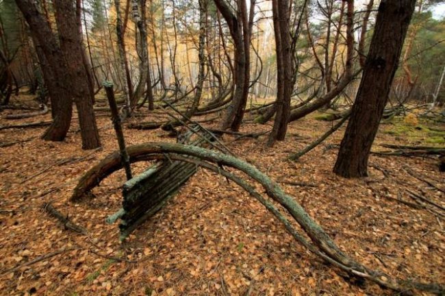 Пьяный лес в рязанской области фото шиловском районе