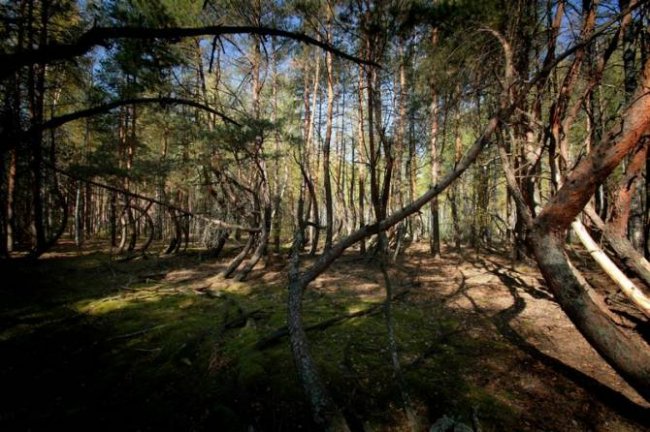 Деревья рязанской области список и фото