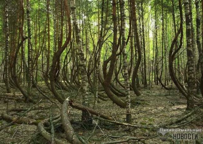 Космопоиск изучает аномальный лес в Рязанской области (6 фото) - «Аномальные зоны»