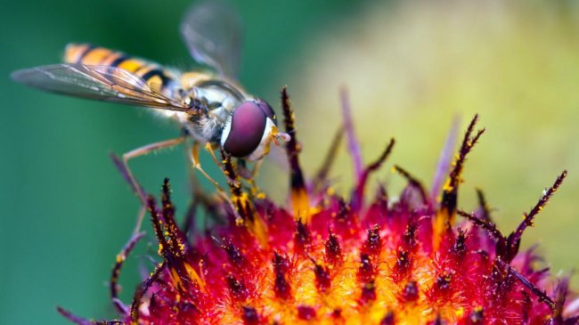 Неужели роботы-опылители заменят пчел? (3 фото) - «Новые технологии»