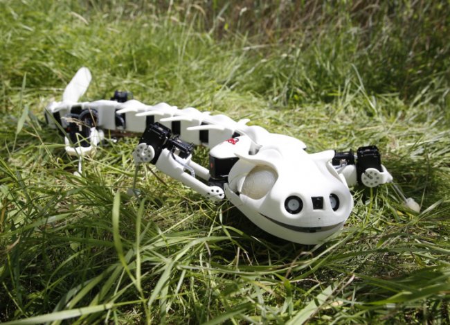 Робосаламандра движется как настоящее земноводное (+видео) - «Новые технологии»