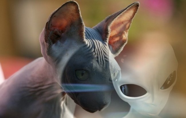 Загадочные и мистические существа – кошки (7 фото + видео) - «Мистика»